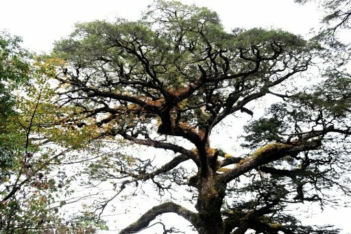 【南投信義】玉山國家公園西北園區景觀據點:塔塔加遊憩區-大鐵