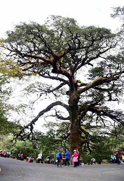 【南投信義】玉山國家公園西北園區景觀據點:塔塔加遊憩區-大鐵