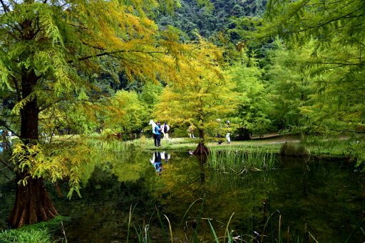 【苗栗縣南庄鄉】湖光倒影落羽松仙境-南庄雲水度假森林(東勢林