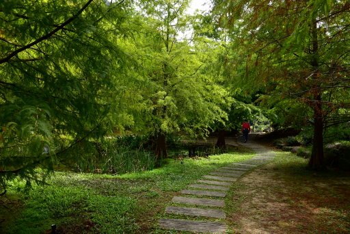 【苗栗縣南庄鄉】湖光倒影落羽松仙境-南庄雲水度假森林(東勢林