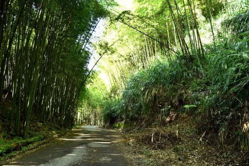 草嶺石壁竹林 (1).JPG