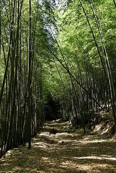 草嶺石壁竹林 (3).JPG