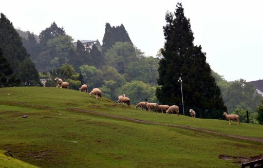 清境農場 (11).JPG