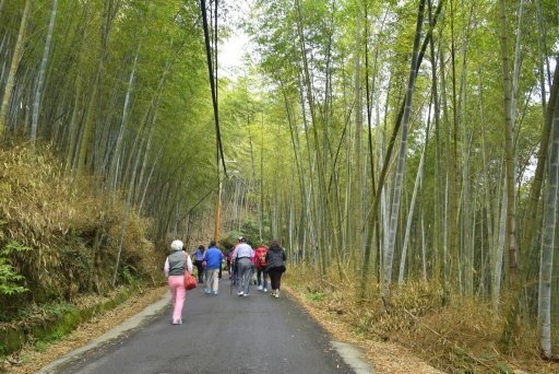 孟宗竹林隧道 (2).JPG