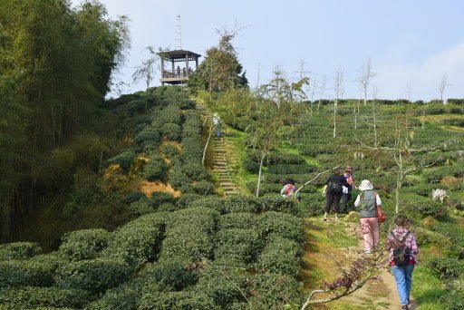 大崙山銀杏林 (9).JPG