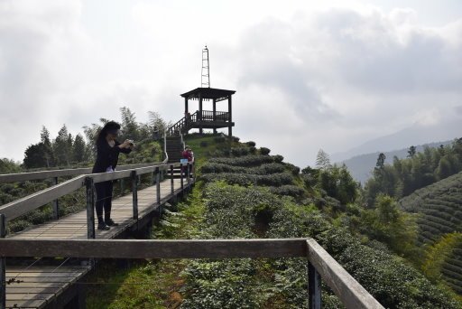 大崙山銀杏林(16).JPG