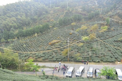 大崙山觀光茶園  (9).JPG