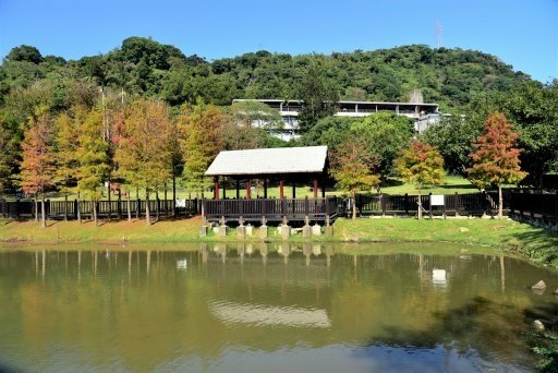 【台北市士林區】原住民文化主題公園落羽松