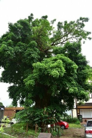 【桃園市復興區】綠光森林 (桃園1日遊之3)