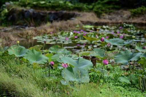 【新北市金山區】八煙聚落