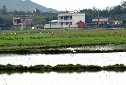 【新北市石門區,金山區】 石門和昇會館,金山小白鶴 (北海岸