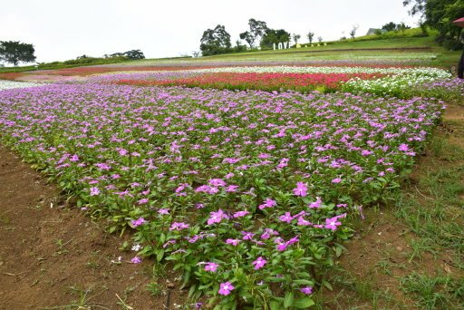 【桃園市大溪區】大溪花海農場賞花 (104年暑期之旅之8)