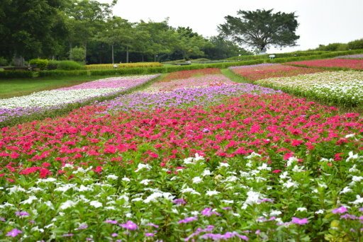 【桃園市大溪區】大溪花海農場賞花 (104年暑期之旅之8)