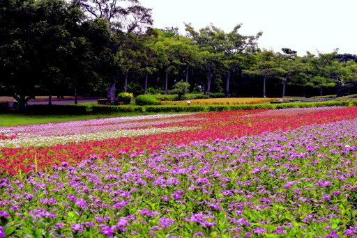 【桃園市大溪區】大溪花海農場賞花 (104年暑期之旅之8)