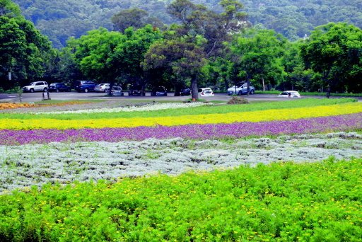 【桃園市大溪區】大溪花海農場賞花 (104年暑期之旅之8)