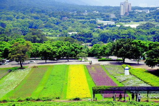 【桃園市大溪區】大溪花海農場賞花 (104年暑期之旅之8)