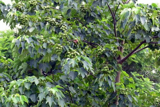 【桃園市大溪區】大溪花海農場賞花 (104年暑期之旅之8)