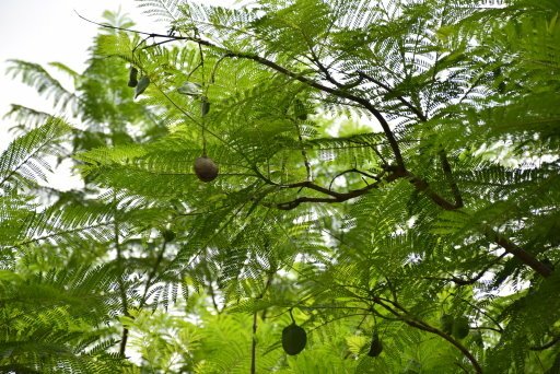 【桃園市大溪區】大溪花海農場賞花 (104年暑期之旅之8)