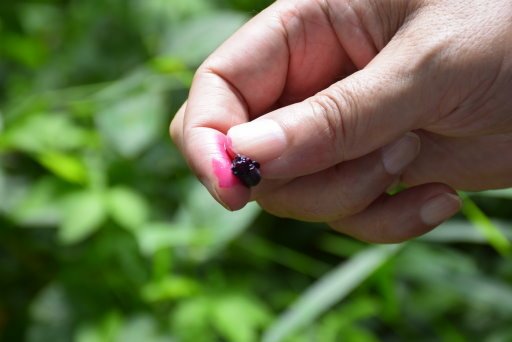 【桃園市大溪區】大溪花海農場賞花 (104年暑期之旅之8)