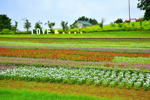 【桃園市大溪區】大溪花海農場賞花 (104年暑期之旅之8)