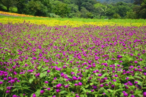 【桃園市大溪區】大溪花海農場賞花 (104年暑期之旅之8)