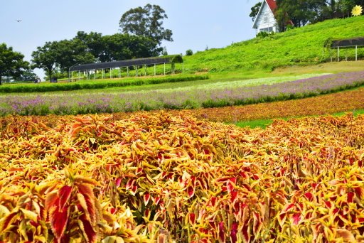 【桃園市大溪區】大溪花海農場賞花 (104年暑期之旅之8)