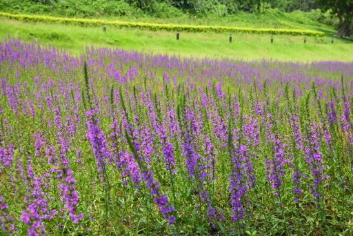 【桃園市大溪區】大溪花海農場賞花 (104年暑期之旅之8)