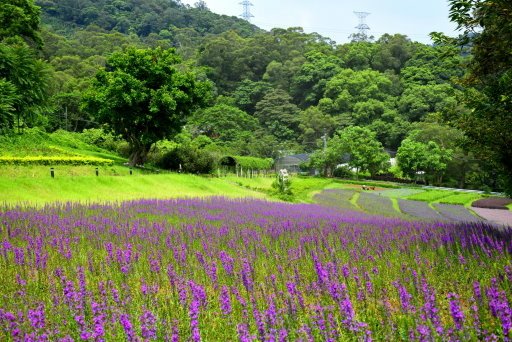 【桃園市大溪區】大溪花海農場賞花 (104年暑期之旅之8)