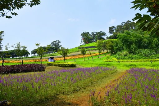 【桃園市大溪區】大溪花海農場賞花 (104年暑期之旅之8)