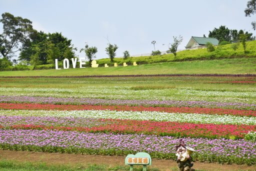 【桃園市大溪區】大溪花海農場賞花 (104年暑期之旅之8)