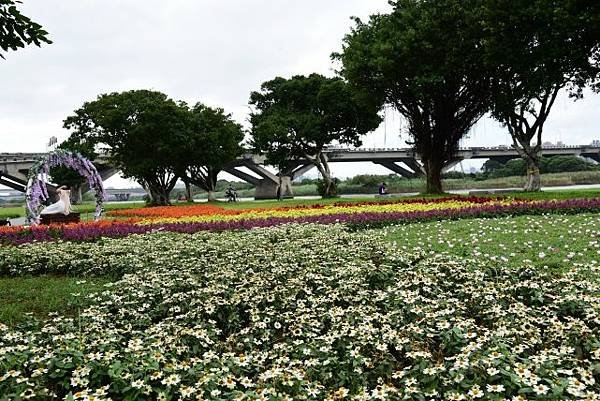 【台北市大同區】2022大稻埕延平河濱公園花海-萬紫千紅如彩