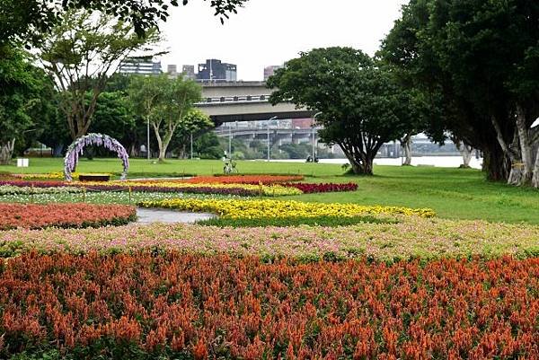 【台北市大同區】2022大稻埕延平河濱公園花海-萬紫千紅如彩