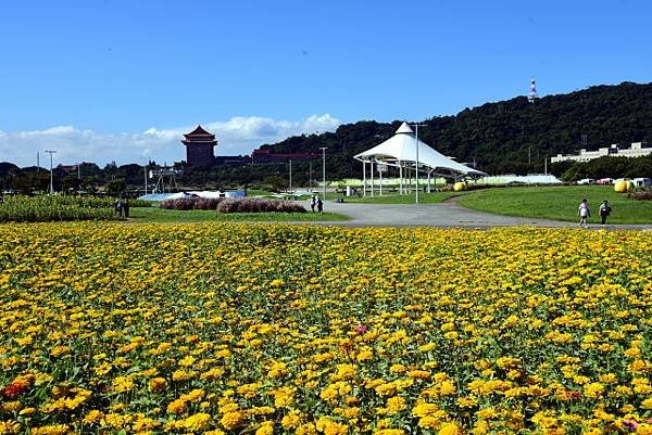 【台北市中山區】2022大佳河濱公園花海-向日葵、百日草、紫