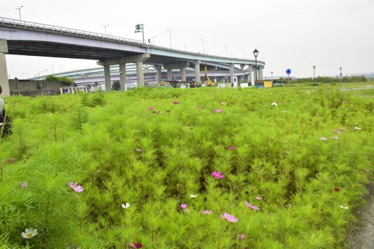 【新北市板橋區】藍色公路-華江人工溼地之旅