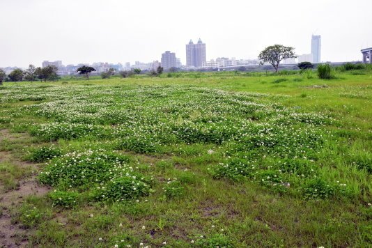 【新北市板橋區】藍色公路-華江人工溼地之旅