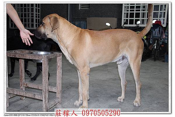 高山犬胖虎1.jpg