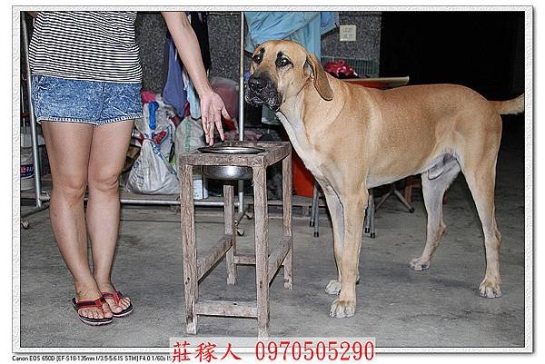 高山犬胖虎2.jpg