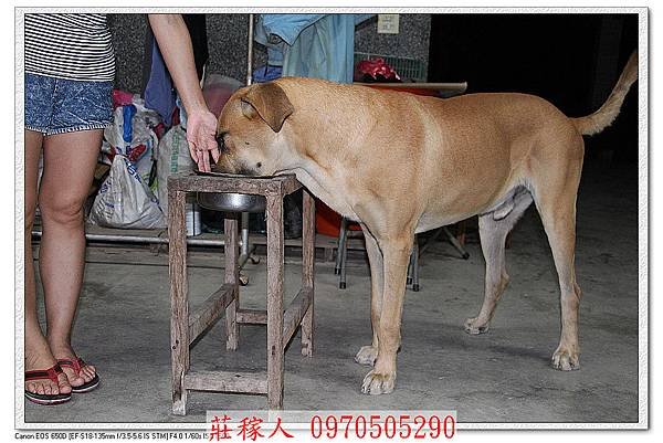 高山犬胖虎3.jpg