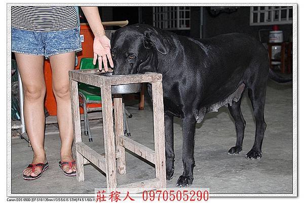 高山犬賓果2.jpg