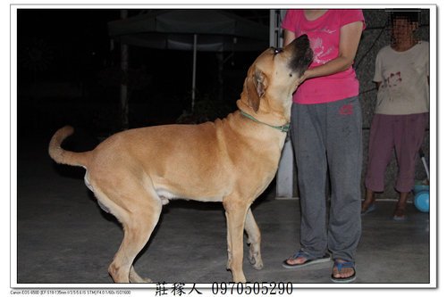 高山犬的臣服2.jpg