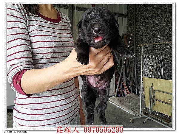 高山犬第10天3.jpg