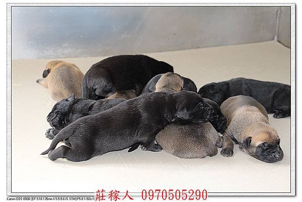 高山犬第10天5.jpg