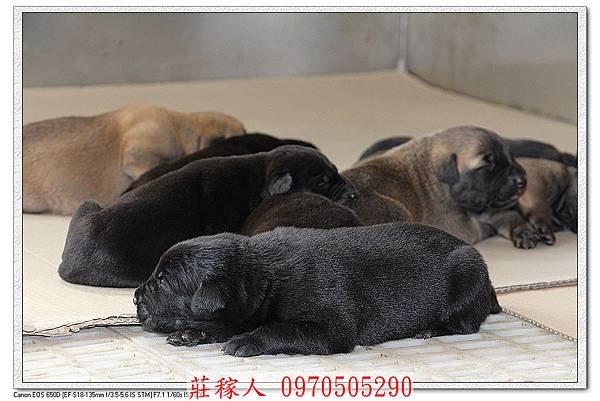 高山犬第10天6.jpg