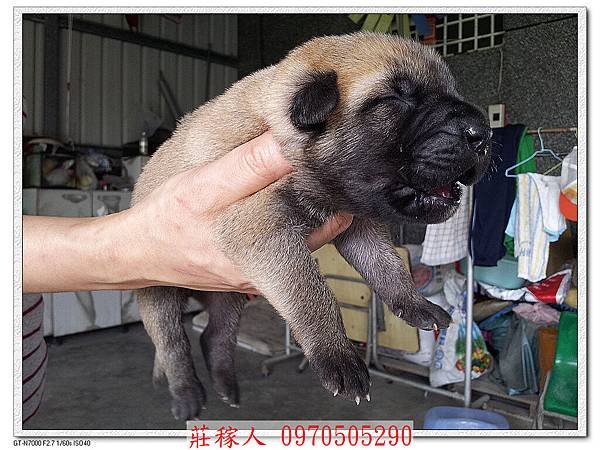 高山犬第10天7.jpg