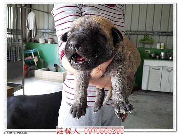 高山犬第10天8.jpg