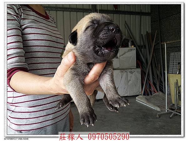 高山犬第10天9.jpg