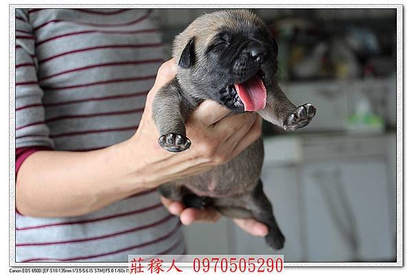 高山犬第10天10.jpg
