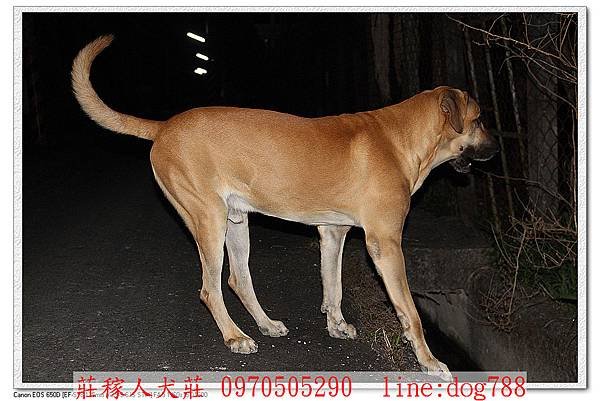 高山犬巡邏4.jpg