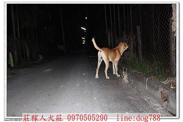 高山犬巡邏5.jpg