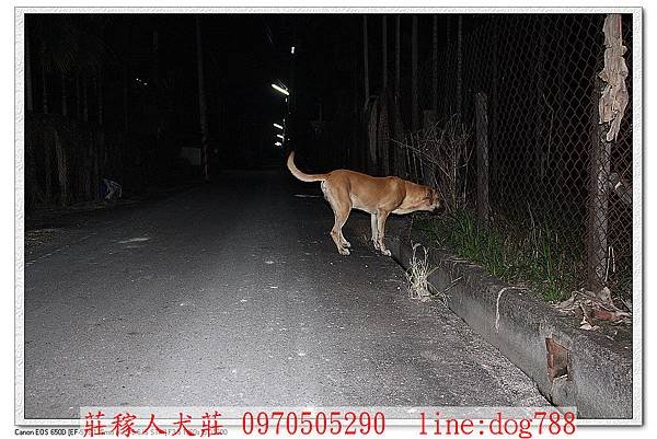 高山犬巡邏6.jpg